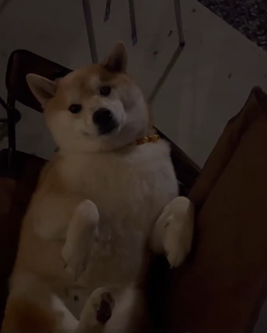 キャンピングチェアにワンコ上から