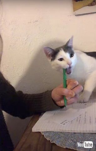 ニャンコ家庭教師