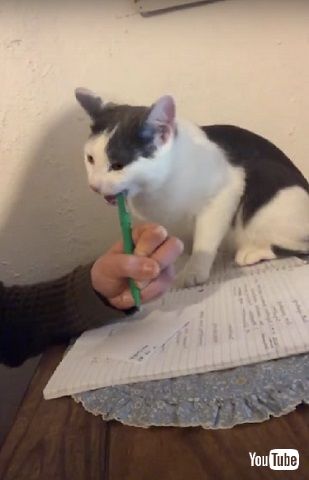 ニャンコ家庭教師