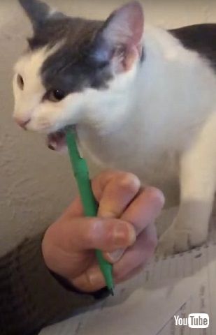 勉強邪魔する猫