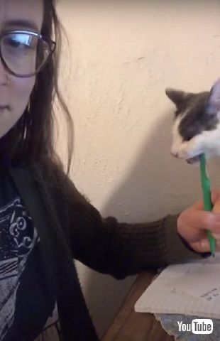 勉強邪魔する猫