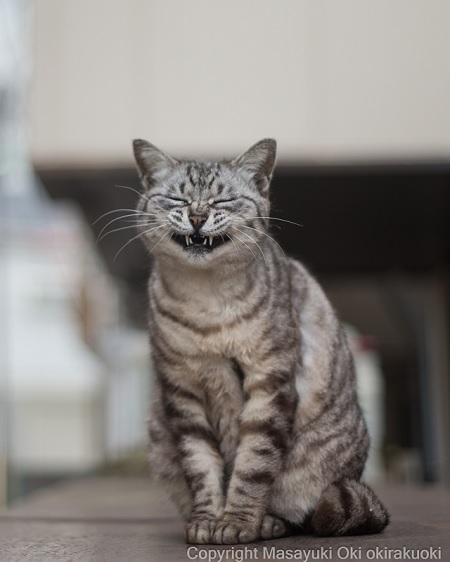 ニヤニヤする猫