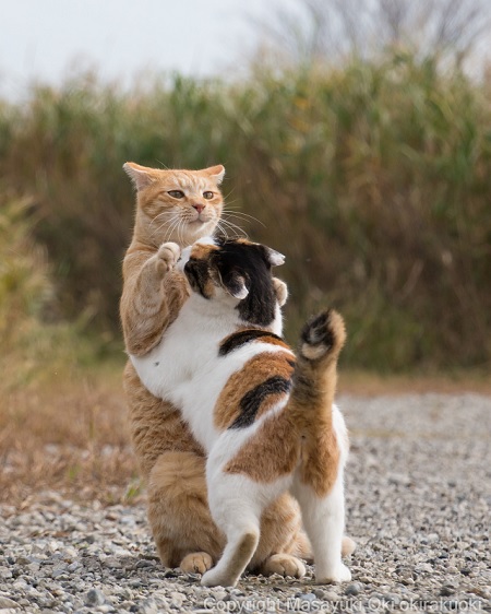 組み合う猫