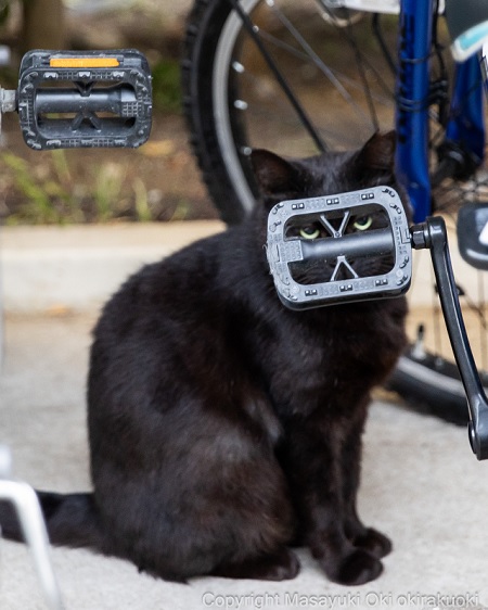 ペダルからのぞく猫