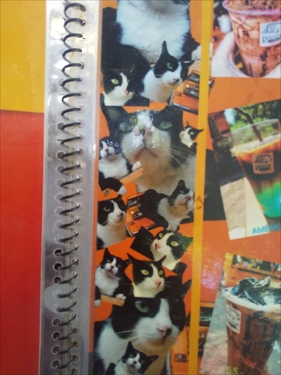 「俺の猫を見てくれ」が強すぎるタイのコーヒー屋さん