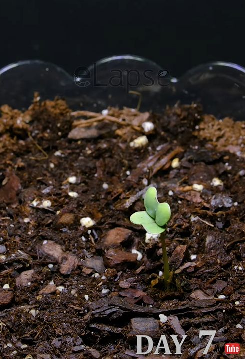 約1週間で発芽！