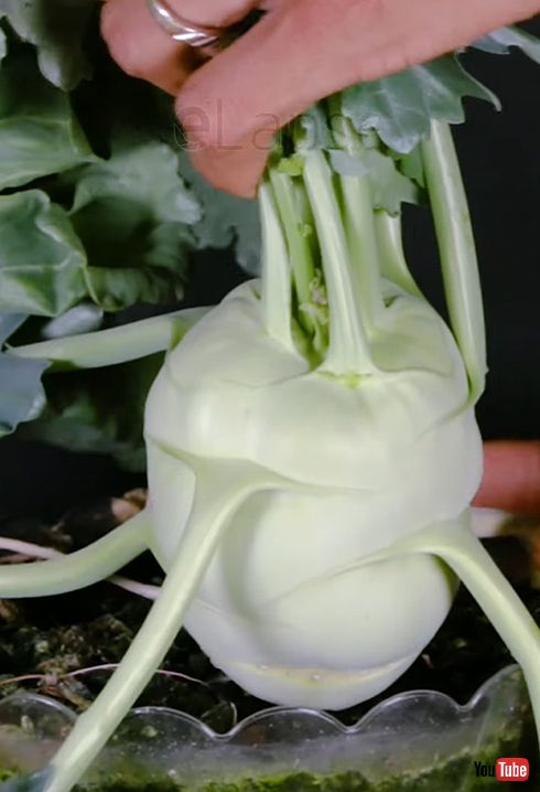 小さな種から育ったコールラビ