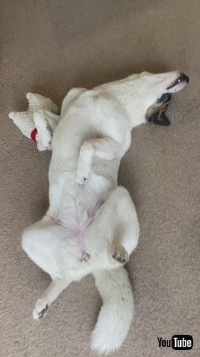 芸術的なポーズのワンコ