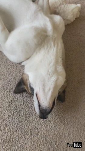 近づいても起きない犬