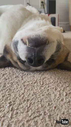 起きていたワンコ