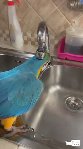 レバーあげるインコ