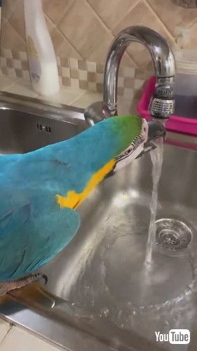 水を飲むインコ