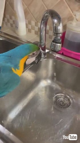 水栓閉めるインコ