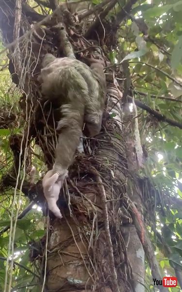 母親のもとへ戻る赤ちゃんナマケモノ