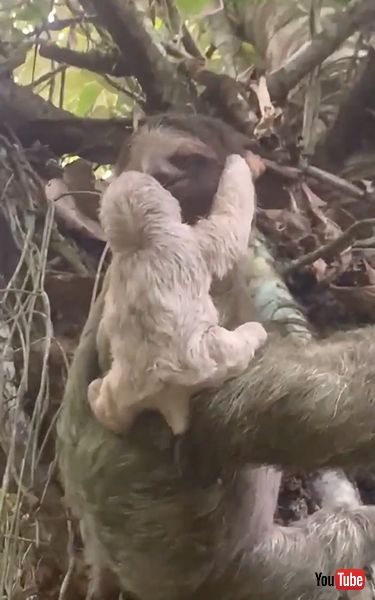 母親のもとへ戻る赤ちゃんナマケモノ