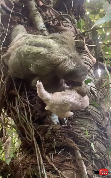 母親のもとへ戻る赤ちゃんナマケモノ