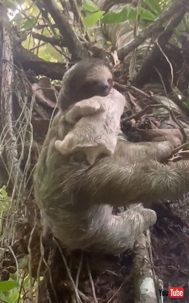 母親のもとへ戻る赤ちゃんナマケモノ