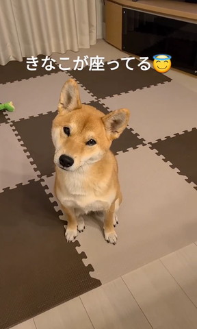 きなこが座ってるテロップ