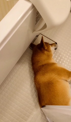 お風呂場で寝てるワンコ
