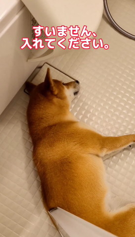 すみません入れてくださいテロップ