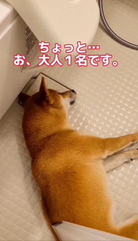 大人1名ですテロップ