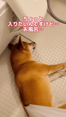 入りたいんですけどお風呂テロップ