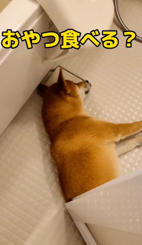 おやつ食べるテロップ？