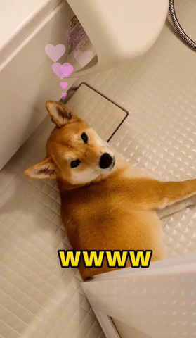 カメラ目線ワンコ