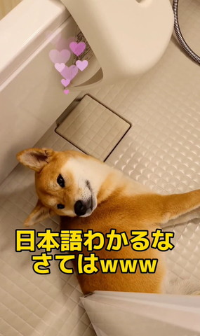 日本語わかるなさてはテロップ