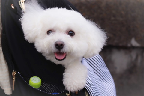 カバンでご機嫌のワンコ