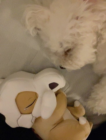 カラカラと寝るワンコ