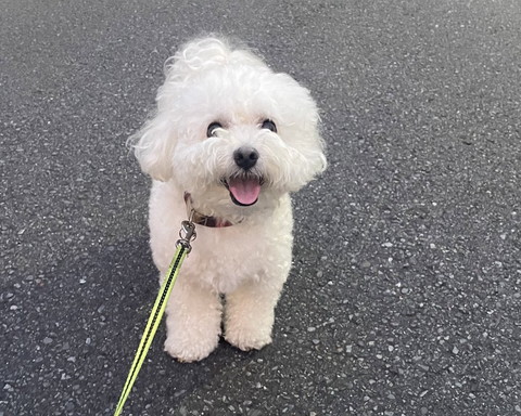 お散歩中ワンコ