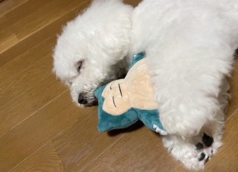 カビゴンとワンコ