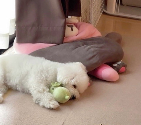 ぬいぐるみ抱いて寝るワンコ遠くから