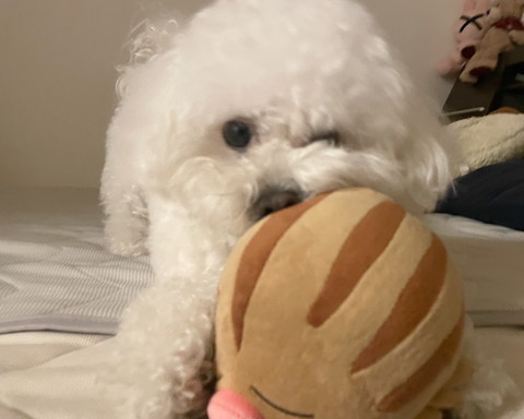 ウリムーくわえるワンコ