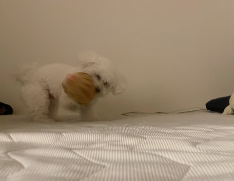 ぬいぐるみ振り回すワンコ