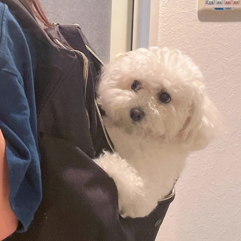 リュックで微妙な顔するワンコ