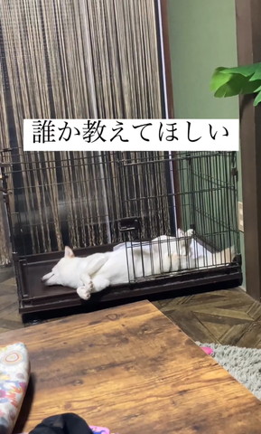 リラックスしている犬 Amazon | JOYSTECH 犬 おもちゃ 犬 音の出るおもちゃ 噛む