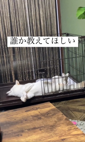 ヘソ天ワンコアップ