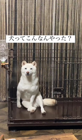 犬ってこんなんやったテロップ