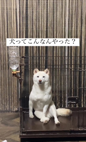 女子座りワンコ画面真ん中