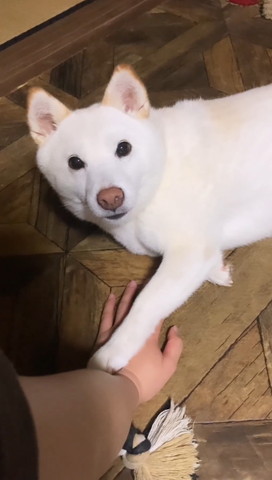 飼い主の手に前足そえるワンコ