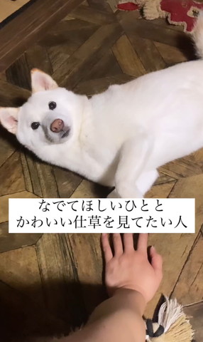 リラックスしている犬 Woobia ウービア 【リラックス子柴犬】 (幅11.5cm×奥行6.5cm×高