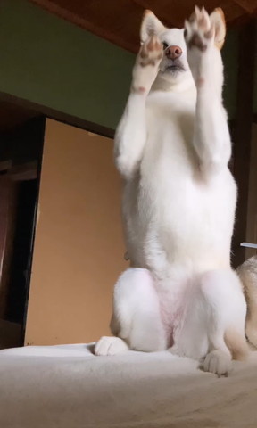 犬ってこんなんやった？」 リラックスしまくった柴犬のかわいい