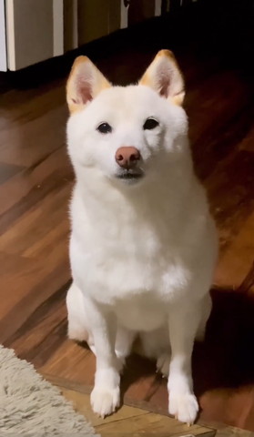 リラックスしている犬 mqdefault.jpg