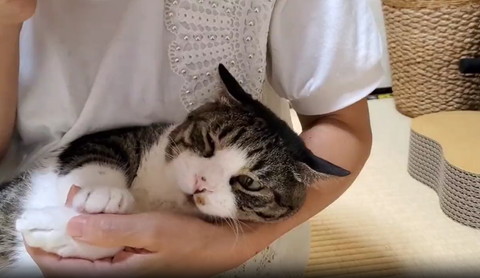 薄目あけて抱っこされてる猫ちゃん