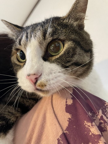 肩に乗る猫