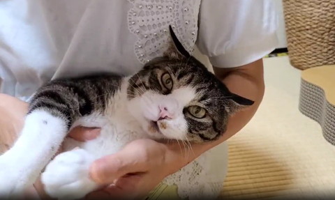 抱っこされてカメラ目線猫ちゃん