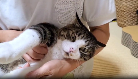 猫のわきの下に手入れる飼い主
