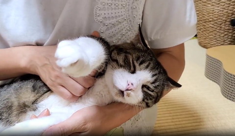 腕あげられて気持ち良さそうな猫